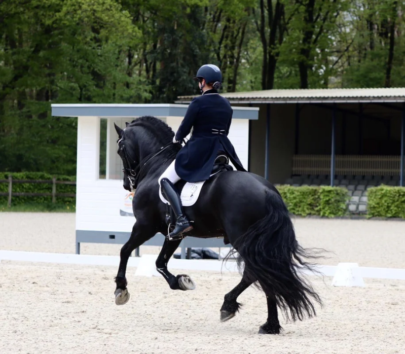 Friese hengst Johnny Cash