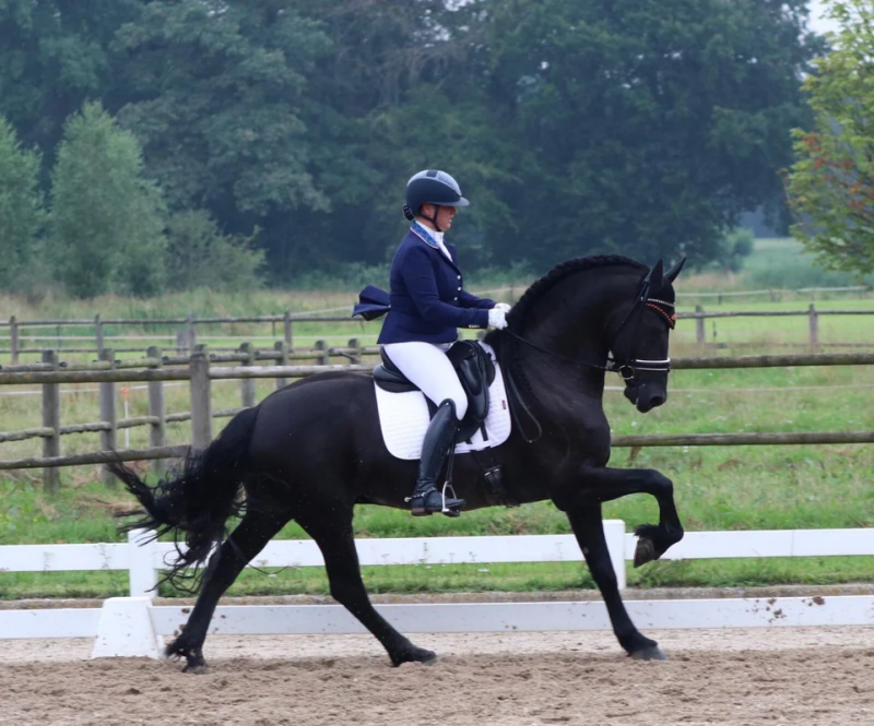 Friesian horses for sale