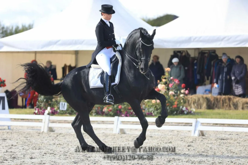 Friesian olympic horse