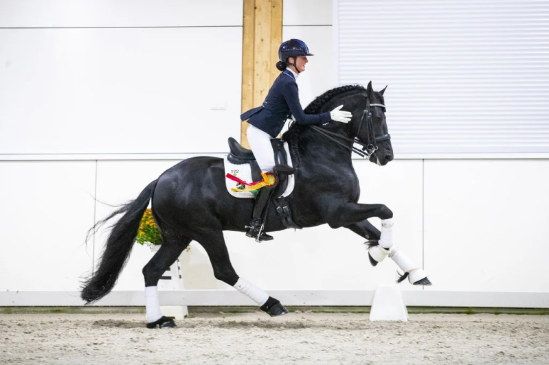 Friese sport hengst Johnnhy Cash 