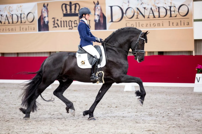 Friese hengst Kop Jansen LimiTed Edition