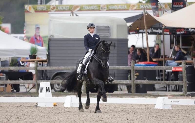 Friesian stallions for sale