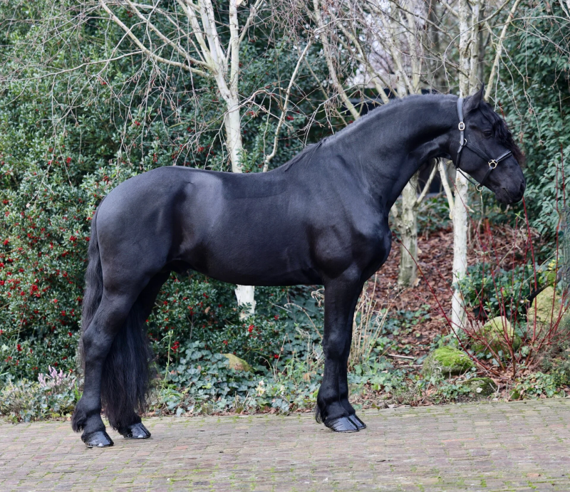 KFPS STAR STALLION FOR SALE
