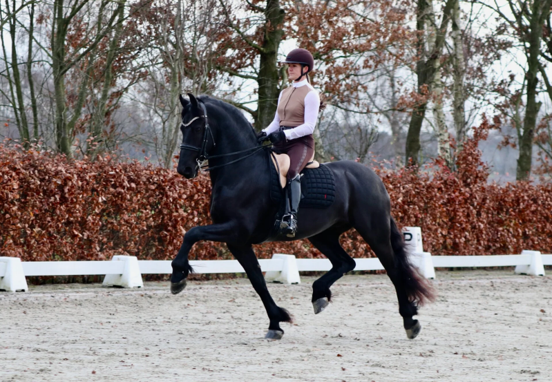 FRIESIAN HORSES FOR SALE | NETHERLANDS