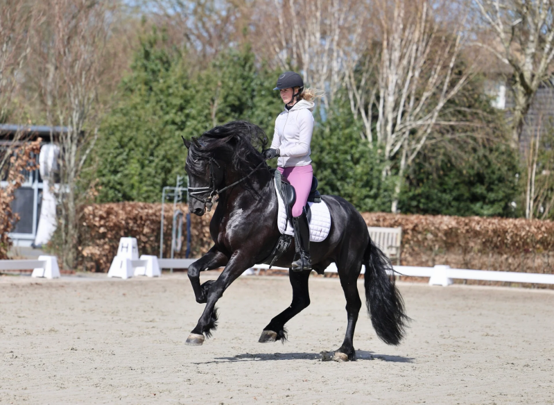 Friesian sport horse for sale | the Netherlands 