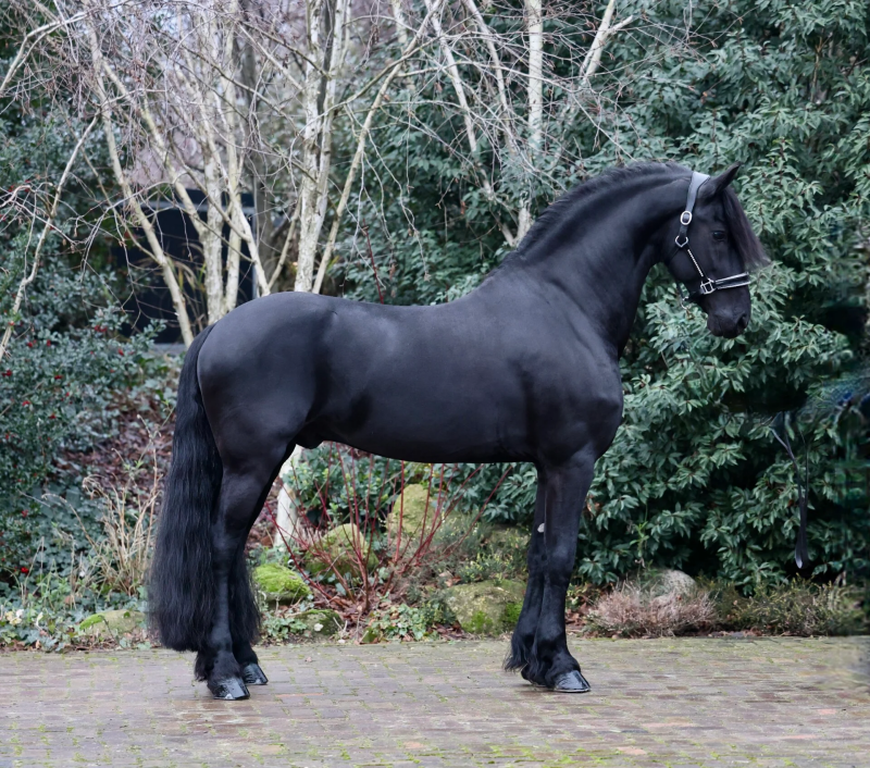 FRISIAN HORSE FOR SALE | THE NETHERLANDS | TED KOP JANSEN