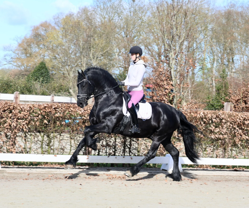 FRIESIAN HORSE FOR SALE | THE NETHERLANDS 