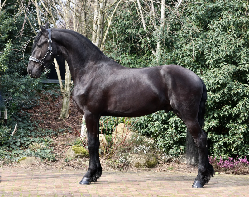 YOUNG FRIESIAN HORSE FOR SALE 
