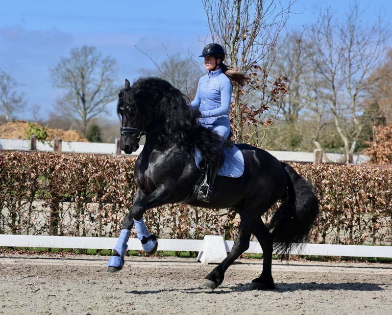 FRIESIAN SPORT HORSE FOR SALE 