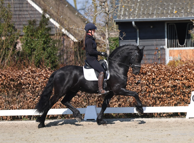 SPORT ELITE AAA FRIESIAN STALLION FOR SALE 