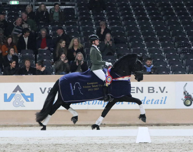 FRISIAN SPORT HORSE FOR SALE 