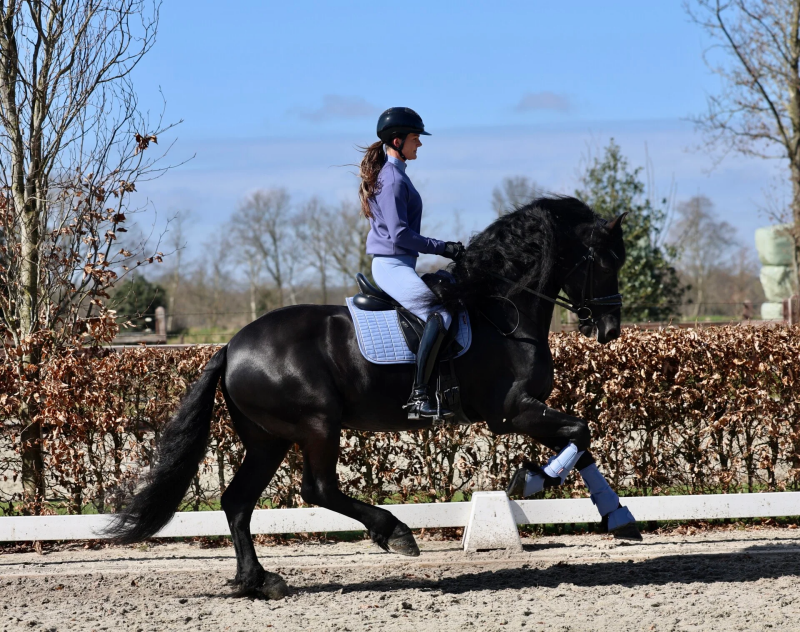 FRIESIANS STAR STALLION FOR SALE | THE NETHERLANDS 