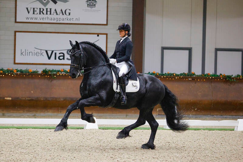 Friese ster sport elite hengst Remy Martin