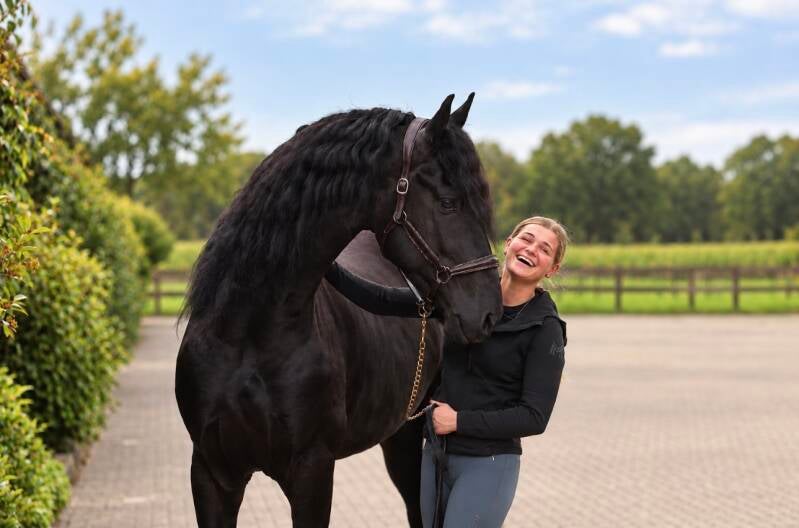 Ted kop Jansen Friesian Horses 