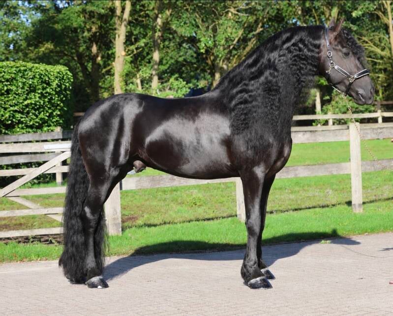 FRISIAN STAR AAA STALLION FOR SALE