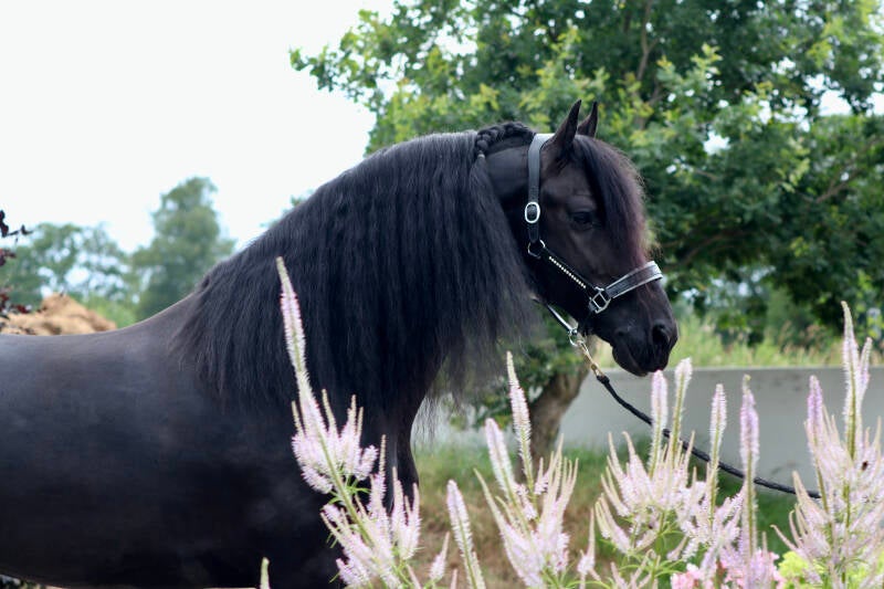 Friese ster hengst te koop