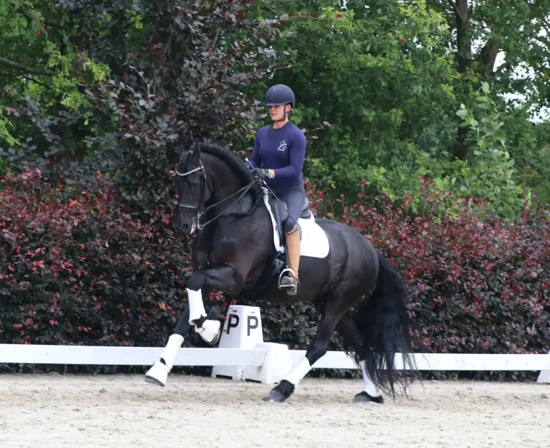 Friesian PSG gelding for sale 
