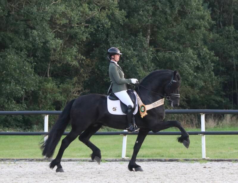 Friesian stallions for sale