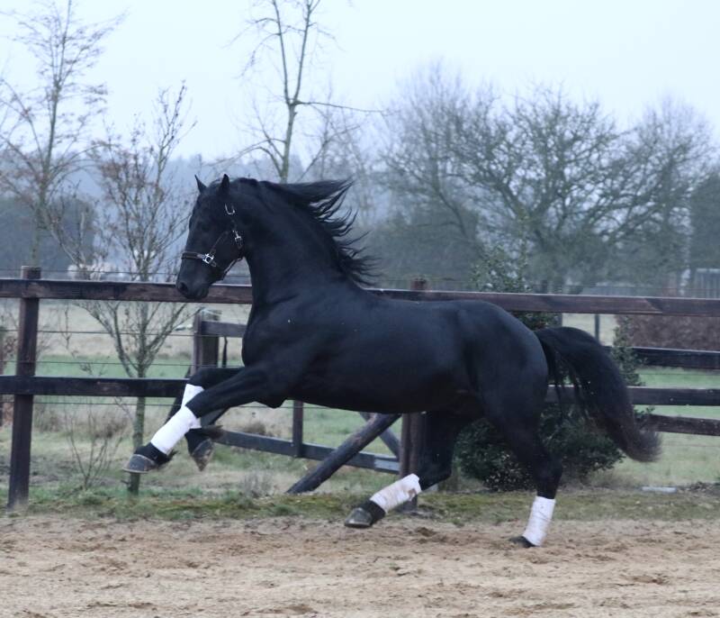 FRIESE STER HENGST TE KOOP