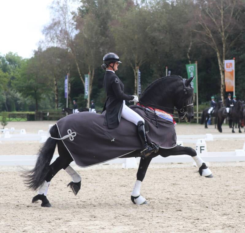 Friesian stallions for sale