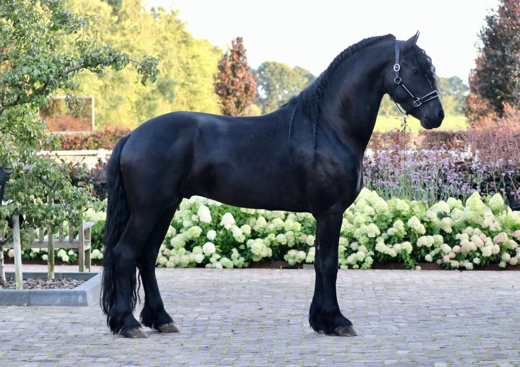 FRIESIAN STAR STALLION FOR SALE