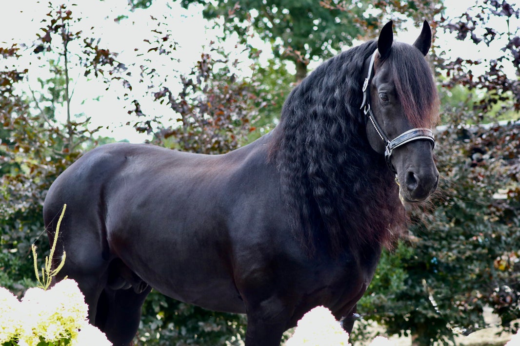 Friese sterhengst te koop