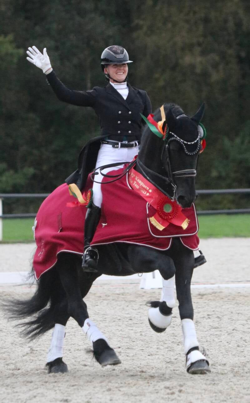 FRIESIAN CHAMPION HORSES