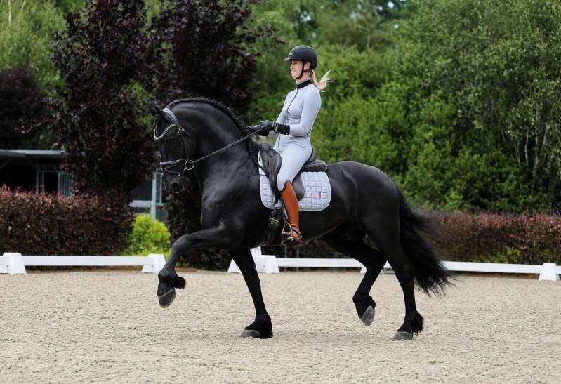 Friesian dressage horse for sale 