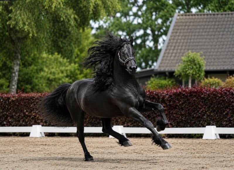Friesian horse for slae 