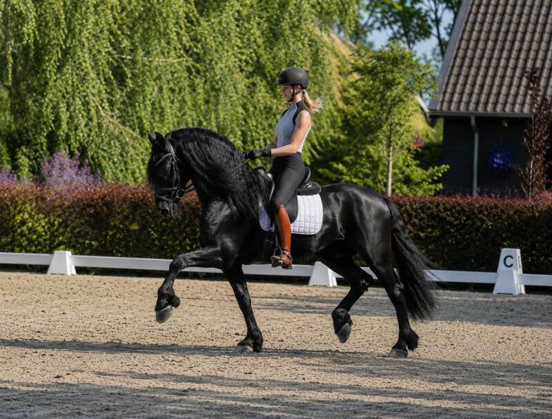 Friesian dressage horse for sale 