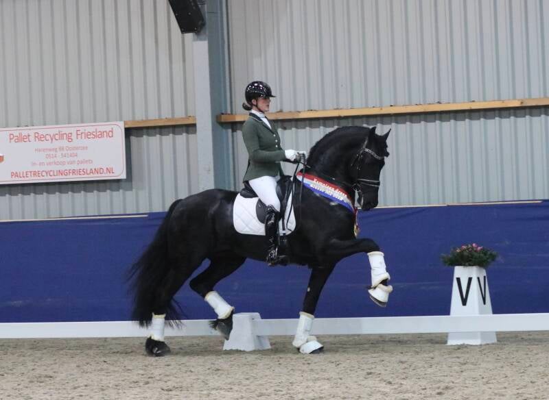 Friesian horse Champion