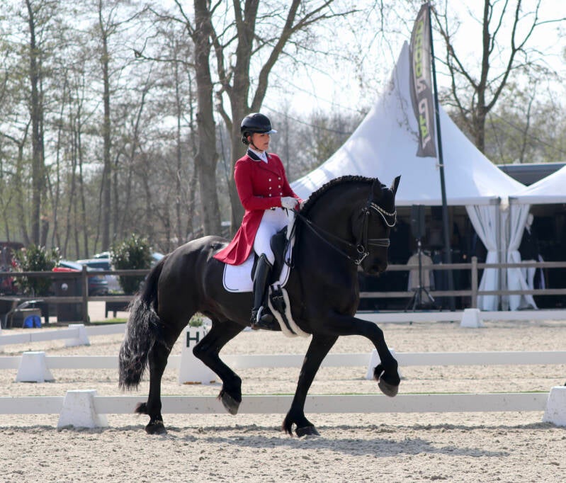 Friesian FEI dressage horse