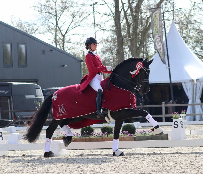 Friesian FEI dressage horse