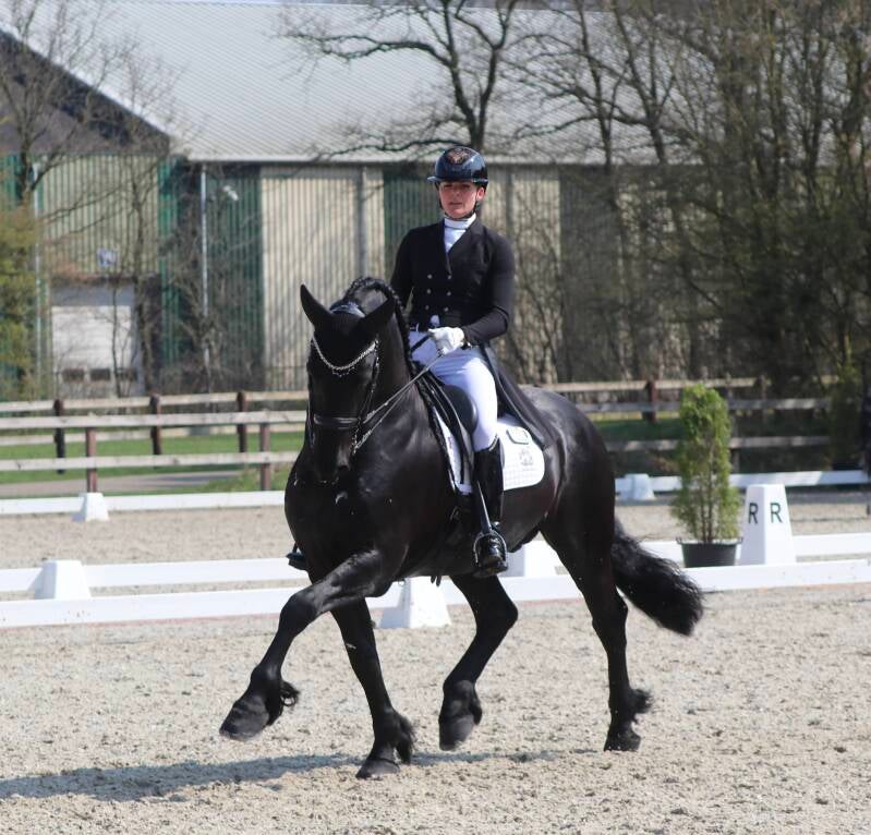 Friesian horses for sale