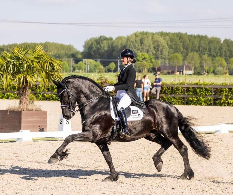 Friesian horses for sale