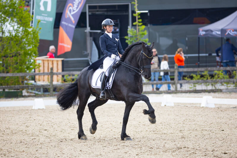 Johnny Cash Friesian sport Elite Stallion