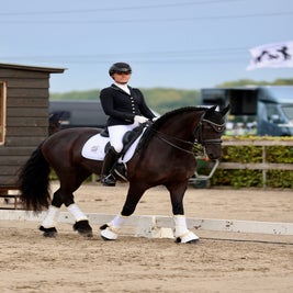 Friese ruin Dom Perignon Reserve Kampioen Z2 Dressuur 