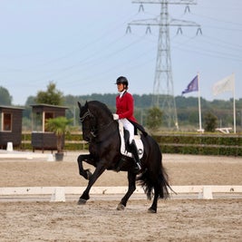 Friese hengst Gentleman Jack wint NK PSG