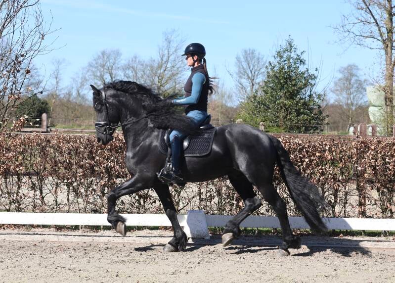 Friesian star stallion for sale 