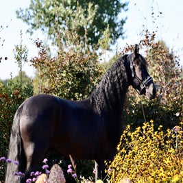 Friese ruin te koop