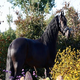 Friese ruin te koop