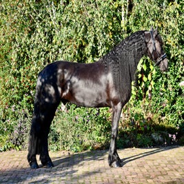 Friese ruin te koop