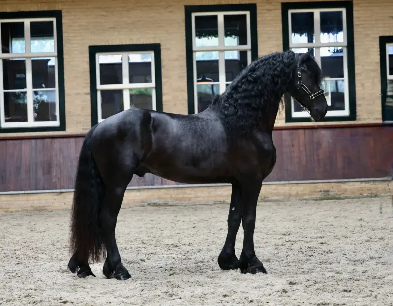 FRIESIAN STALLION FOR SALE 