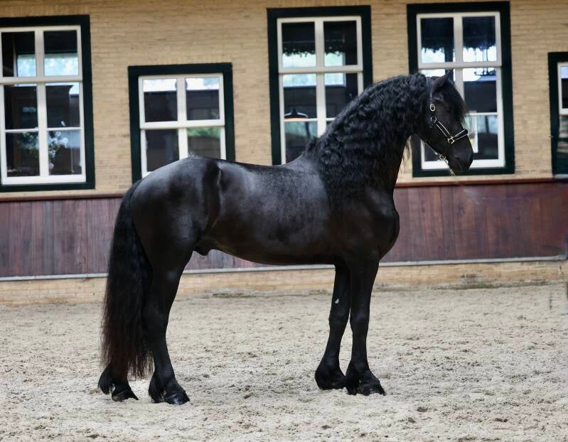 Big friesian stallion for sale 