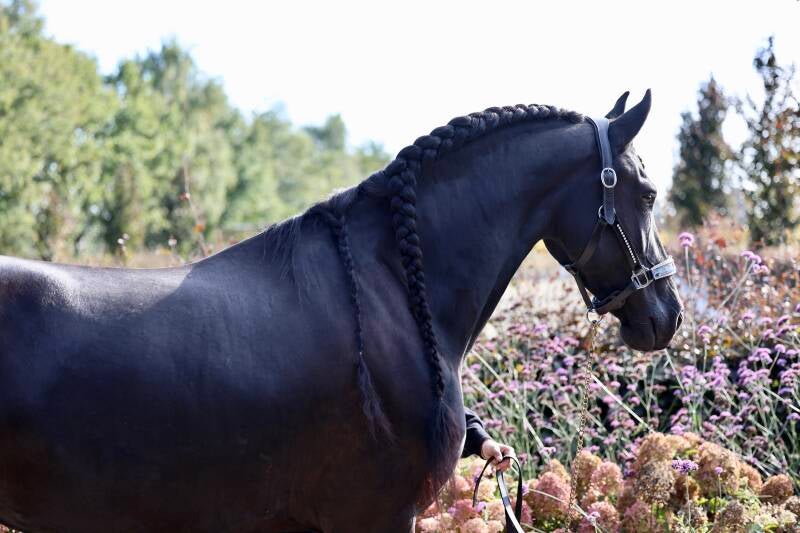 Friese ster merrie te koop