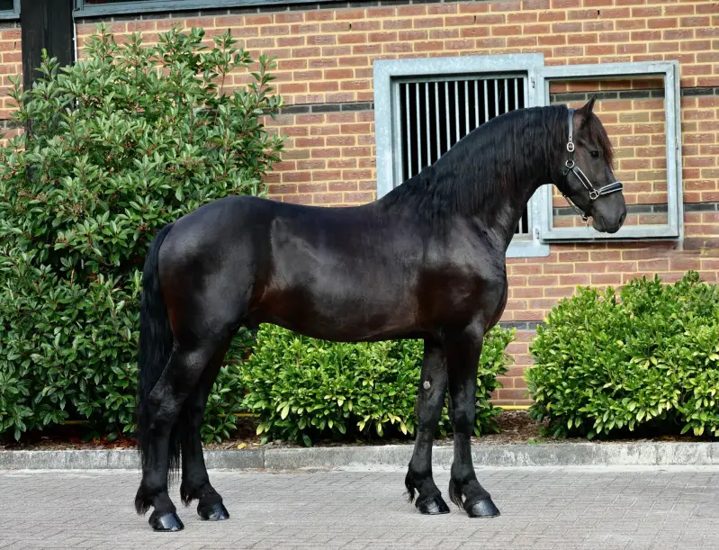 FRIESIAN FOR SALE 