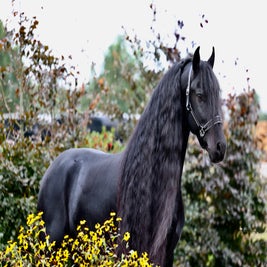 Friese ster sport hengst te koop 