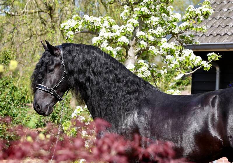 Friesian star stallion for sale 