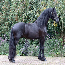 Friese Ster hengst te koop