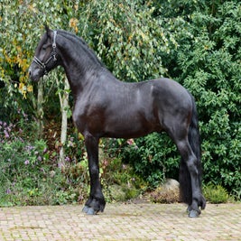 Friese Ster hengst te koop